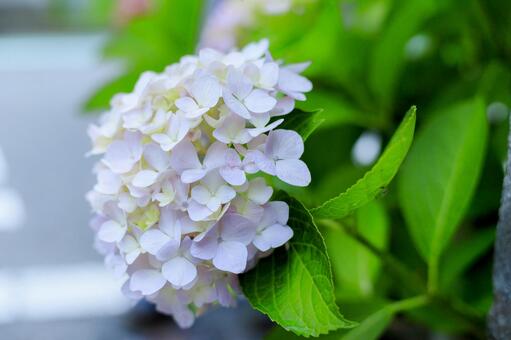 あじさい あじさいの写真