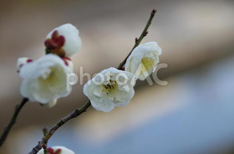 梅の花のイメージ 梅,花,早春の写真素材