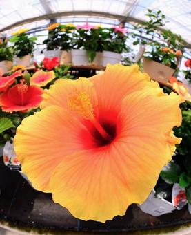 ハイビスカス　オレンジ ハイビスカス,オレンジ,花の写真素材