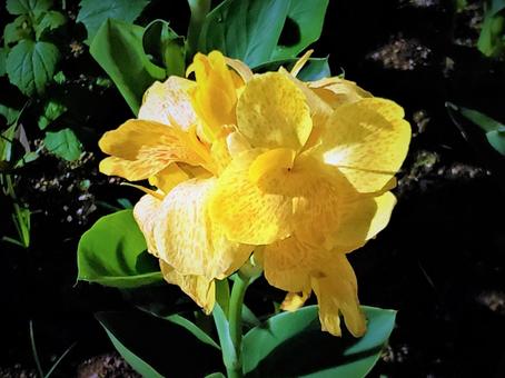 黄色いお花(夜バージョン) 黄色いお花(夜バージョン)の写真