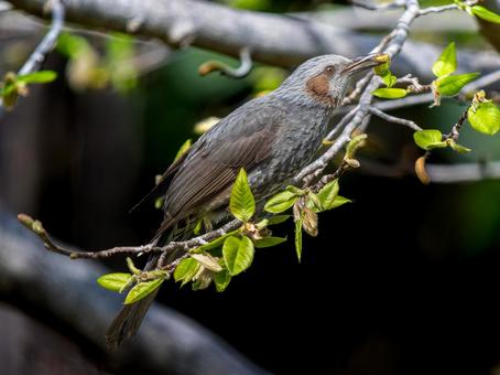 枝にとまるヒヨドリ 枝にとまるヒヨドリの写真