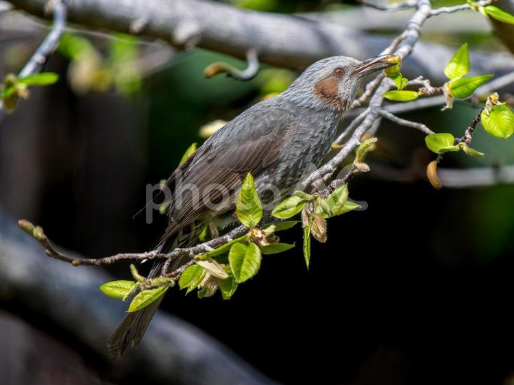枝にとまるヒヨドリ ヒヨドリ,野鳥,鳥の写真素材