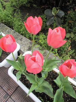 Potted pink tulips, JPG
