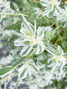 ハツユキソウ/縦 ハツユキソウ/縦の写真