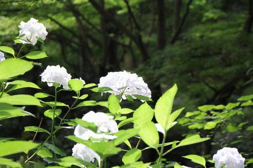 鎌倉のアジサイ白 2 鎌倉のアジサイ白 2 壁紙,背景,鎌倉の写真素材