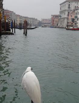 ベネツィア　鳥の目線 イタリア,ベネツィア,鳥の写真素材