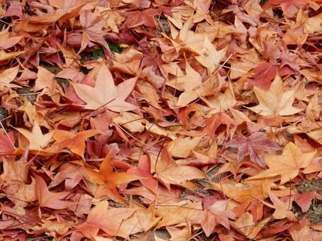 【風景写真】晩秋の風景 落ち葉,植物,季節の写真素材