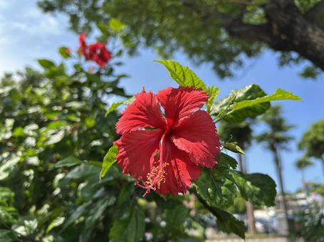 赤いハイビスカス ハイビスカス,赤い花,夏の写真素材