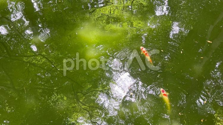 日本庭園の池の鯉魚 鯉,池,水の写真素材