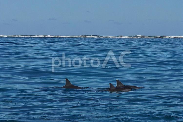 ニューカレドニア　ノカンウイ島53　海豚 ニューカレドニア,イルデパン島,ノカンウイ島の写真素材