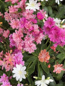 花壇 花壇の写真