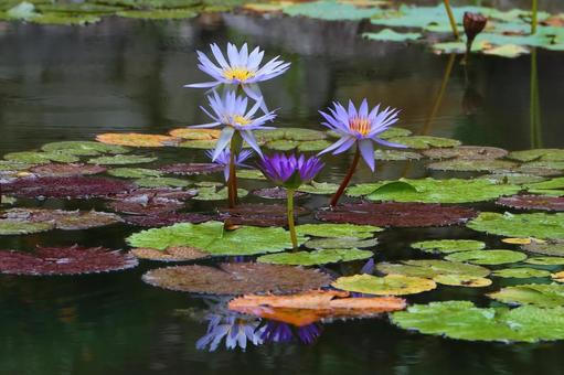 Photo, water lily, pool, landscape, 