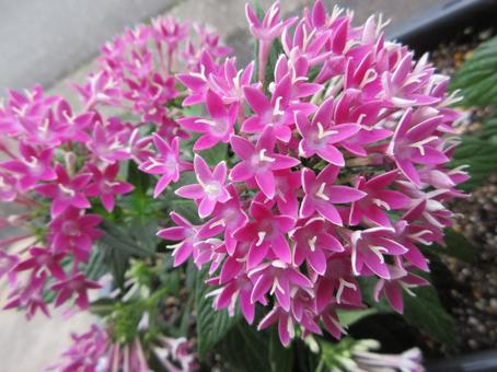 Pepink Pentas 002, JPG Pepink Pentas 002, JPG