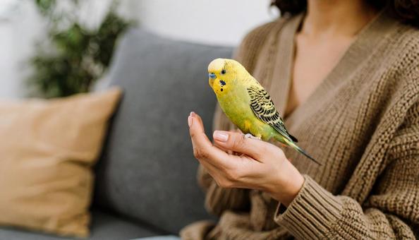 人の手に乗る黄色いセキセイインコ 人の手に乗る黄色いセキセイインコの写真