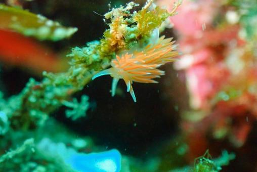 三浦 アカエラミノウミウシ 三浦 アカエラミノウミウシ スキューバーダイビング,アカエラミノウミウシ,ウミウシの写真素材