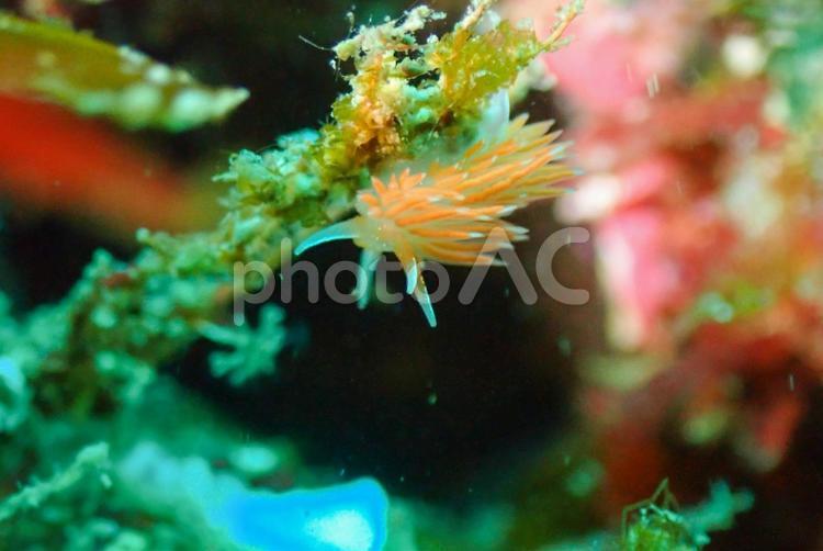 三浦　アカエラミノウミウシ スキューバーダイビング,アカエラミノウミウシ,ウミウシの写真素材