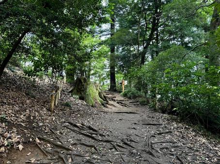 夏の高尾山　四号路　ハイキングコース 四号路,ハイキングコース,森の写真素材