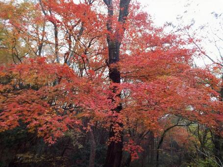 【紅葉写真】美しい紅葉 紅葉,自然,風景の写真素材