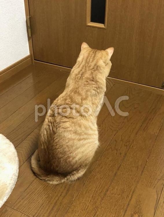 後ろを向く猫 後ろを向く猫 屋内で,家,ペットの写真素材