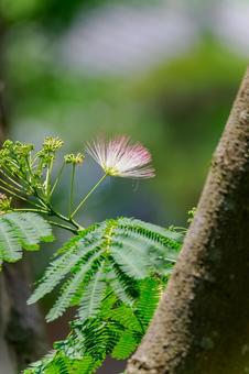 Silk Tree ⑾, JPG Silk Tree ⑾, JPG