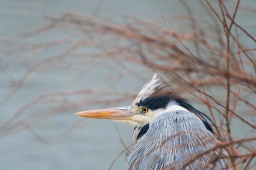 水辺で獲物を狙うアオサギ 水辺で獲物を狙うアオサギ アオサギ,サギ,野鳥の写真素材