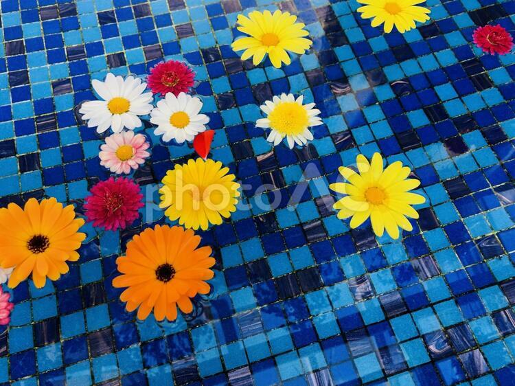 鮮やかな花と青いタイル 青いタイル,花々,鮮やかなの写真素材