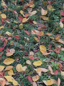 落ち葉 落ち葉,公園,秋の写真素材