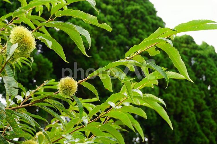 栗の木 栗,木,植物の写真素材