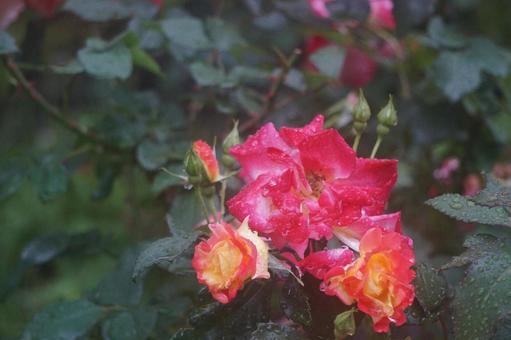薔薇 薔薇の写真