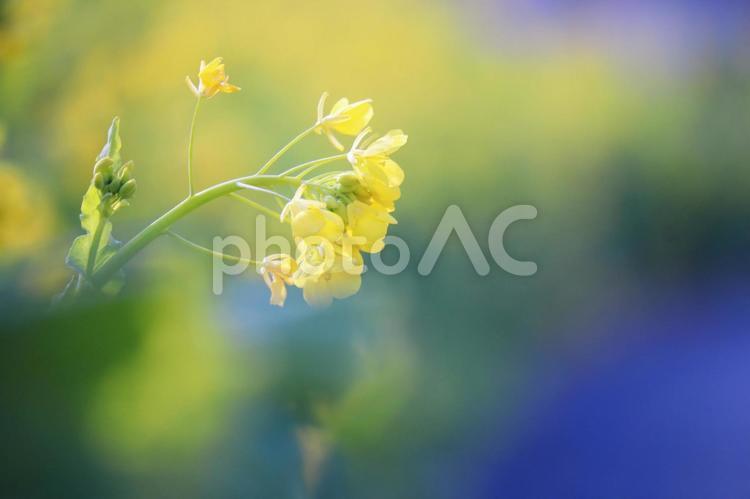 春のふんわりとした優しい菜の花 花,菜の花,黄色の写真素材