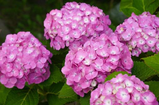 Hydrangea, JPG