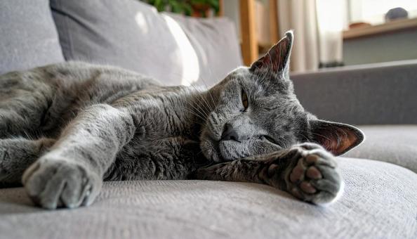 ソファでくつろぐ猫 ソファでくつろぐ猫の写真