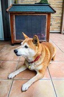 ご飯を楽しみに待つ柴犬 ご飯を楽しみに待つ柴犬 犬,イヌ,イヌ科の写真素材