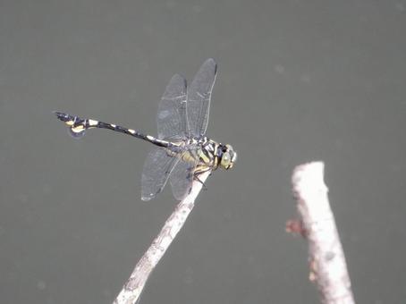 【昆虫写真】ウチワヤンマ(団扇蜻蜒) 【昆虫写真】ウチワヤンマ(団扇蜻蜒)の写真