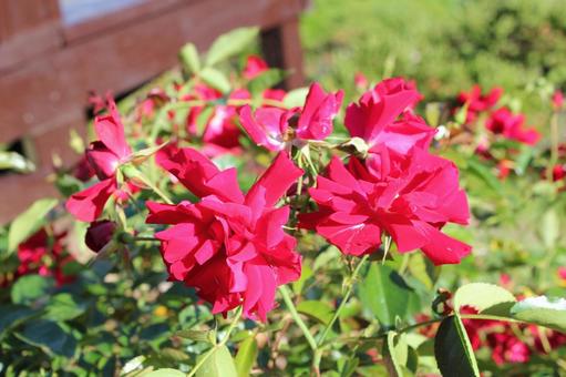 ばら220 ばら,バラ,春の写真素材