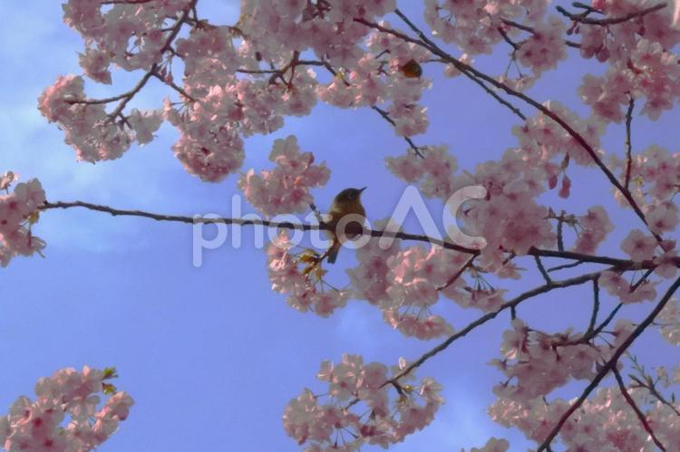 河津桜とメジロ③ 桜,河津桜,目白の写真素材
