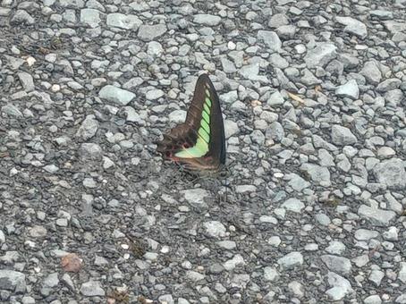 蝶が止まってるの写真