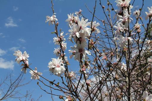 シデコブシ・幣辛夷　咲く風景 シデコブシ,マクロ,美しいの写真素材