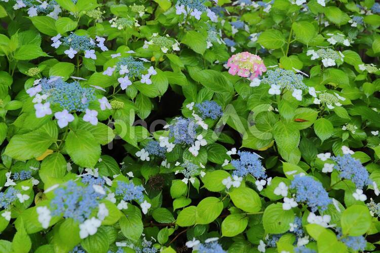 あれ？仲間はずれが… 葉,自然,花の写真素材