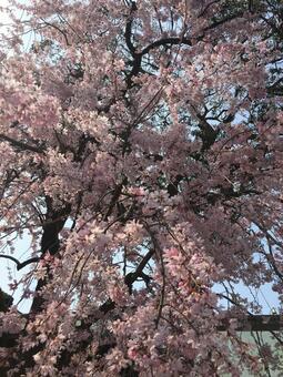 桜の写真