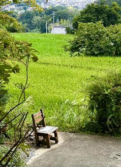 新緑の風景 新緑の風景の写真