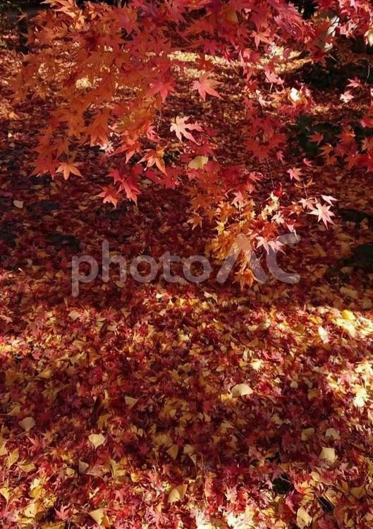赤い紅葉と黄色の銀杏の絨毯 赤,紅葉,もみじの写真素材