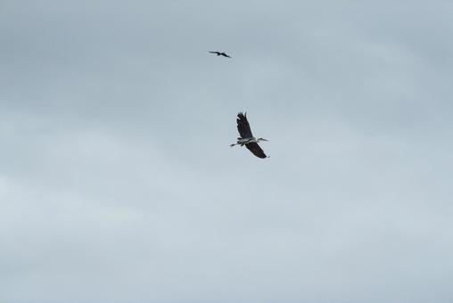 大空を優雅に舞うアオサギ 大空を優雅に舞うアオサギ アオサギ,鷺,野鳥の写真素材