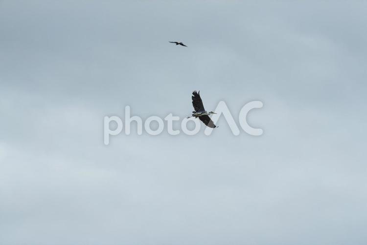 大空を優雅に舞うアオサギ アオサギ,鷺,野鳥の写真素材