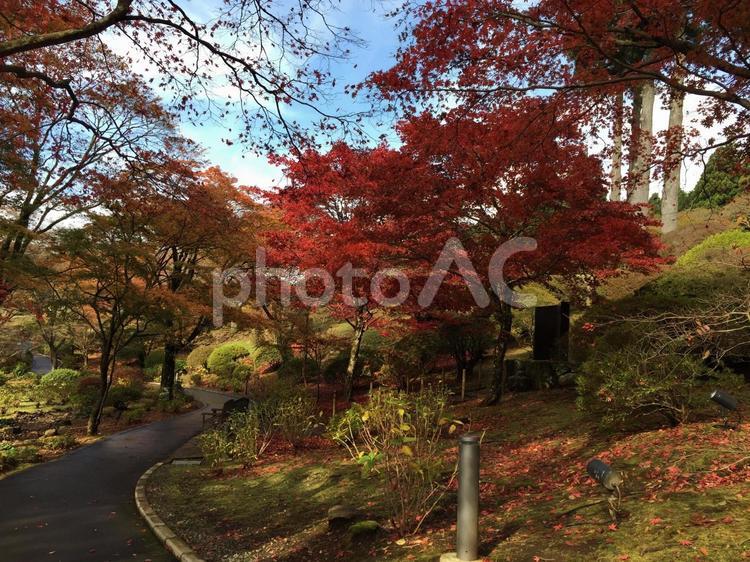 箱根散歩道 木,林,神奈川の写真素材