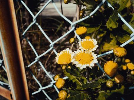 道端の花 道端の花の写真