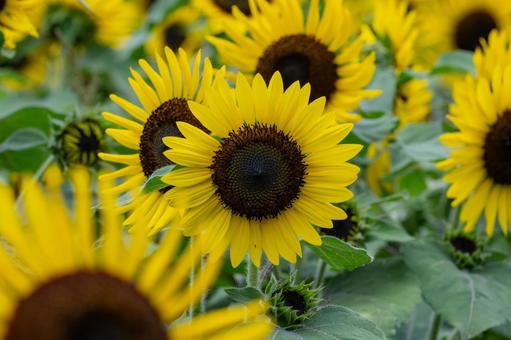 Photo, sunflower, obon tray, san hwaler, 