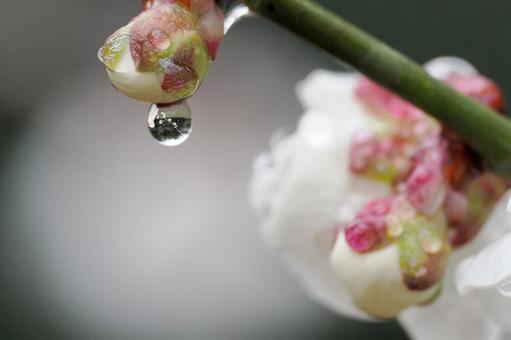 梅のしずく 梅のしずく 梅,うめ,梅の花の写真素材