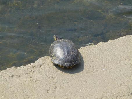 川の護岸に乗り、水面を見つめるカメ 川の護岸に乗り、水面を見つめるカメの写真