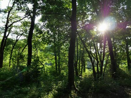 Photo, light, forest, sun, 